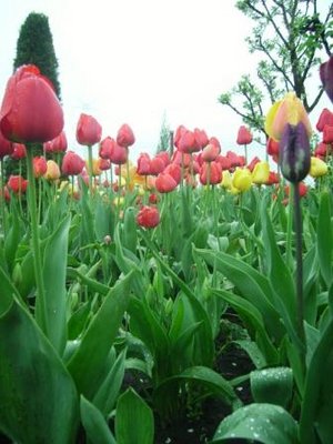 I to według mnie najpiękniejsze zdjęcie jakie kiedykolwiek wykonałem tulipanom...<br />Robione z żabiej perspektywy...