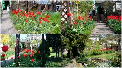Tulipanowa rabata, przedstawiona z kilku perspektyw.<br />Dolne, prawe zdjęcie, pokazuje rabatę z oddali. <br />W tle widać czerwoną plamę tulipanów...