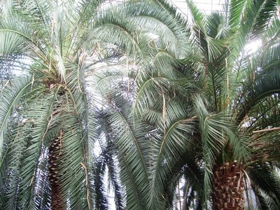 rosliny palmiarnia 022.JPG