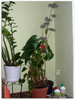 Po lewej stronie zdjęcia, na stojaku widać roślinę zamioculcas, obok anturium, a za anturium wspomniana żyworódka. Poniżej prezentuję osobiście żyworódkę wystawioną do ogródka.