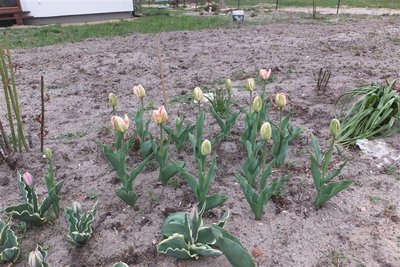 rabatka tulipankowa