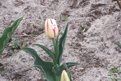 tulipan nazwa do sprawdzenia