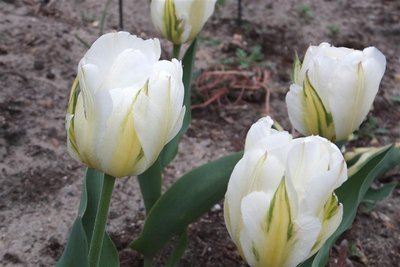 tulipan Exotic Emperor