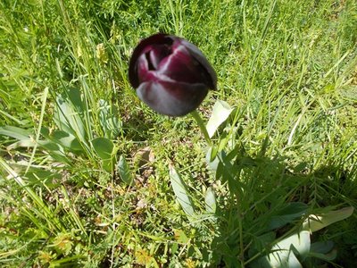 czarny tulipan ,prawie.jpg