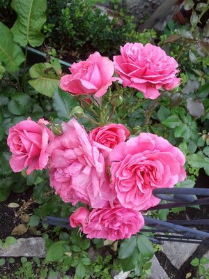 przypuszczam, że to Róża 'Rosarium Uetersen', przeniosłam młodą sadzonkę