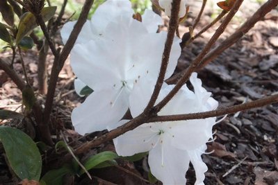 pierwszy kwiat kermesina alba