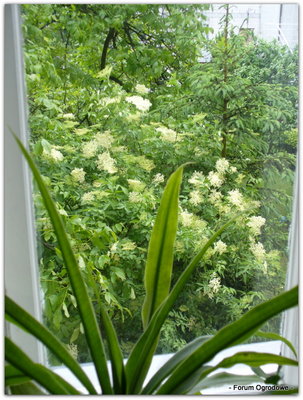 Kwiaty czarnego bzu, widziane z okna mojego domku.