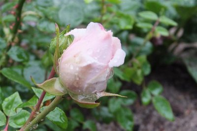 pączki róż w deszcz są piękne