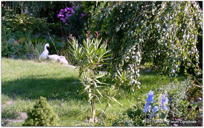 Zielony trawniczek, brzoza, oleander, kwitnące kwiatki <br />oraz dwie białe gąski stojące nad oczkiem wodnym ...