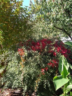 piękne czerwone liście bluszcza pięcioklapkowego