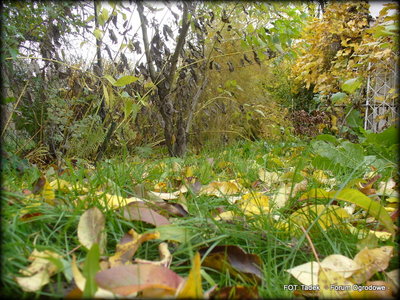Czy pamiętacie o jesiennych przygotowaniach trawnika do zimy?<br />O regularnym usuwaniu opadłych liści, jego prawidłowym cięciu i jesiennym nawożeniu?