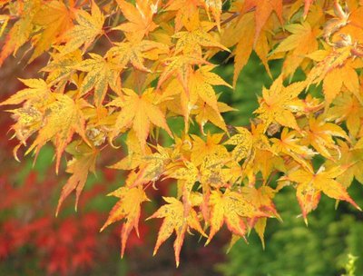 klon Kagiri Nischiki liście w jesiennej barwie