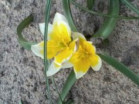 Tulipan botaniczny, kilka ich posadziłam jesienią i myślę, że wiosna się pięknie odwdzięczą