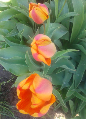 20140416_122133-1 tulipany.jpg