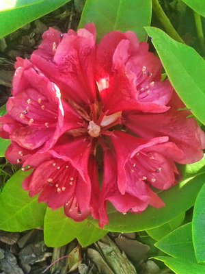 20140521_091505 czerwony rododendron.jpg