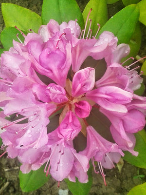 20140524_171352 różowy rododendron.jpg