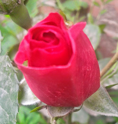 20140524_171113-1 pierwsza róża.jpg