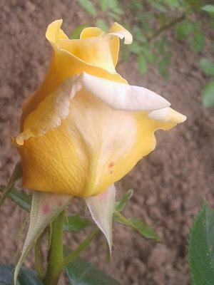20140530_182649 żółta róża NN.jpg