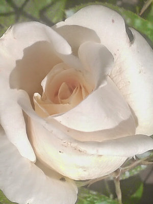 20140625_114454 pnąca biała róża.jpg