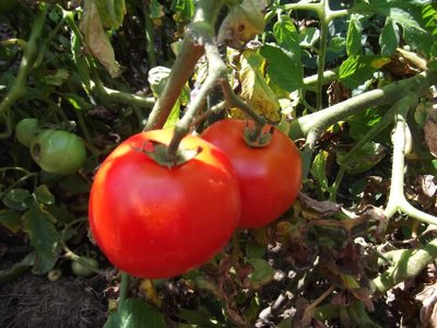 pomidorek z własnej działki .