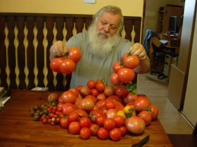 urodzaj-pomidorow.JPG