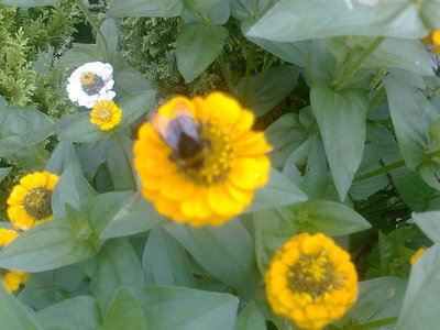 pszczółki i  trzmiele  to są nasi  prawdziwi  Przyjaciele