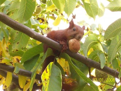Mały przerywnik-wiewióreczka zjadająca moje orzechy-smacznego