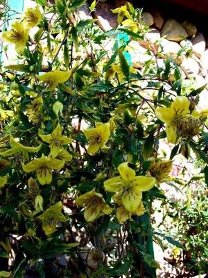 Clematis bylinowy
