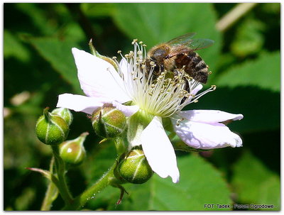Pszczoła na kwiecie jeżyny bezkolcowej