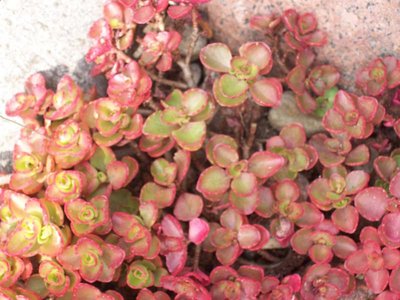 rozchodnik-czerwone listki i kwiaty
