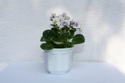 największy w kolekcji, jest najwyższy listki unoszą się w górę, średnica ok 11cm, kwiatki białe z lekko fioletowym środkiem