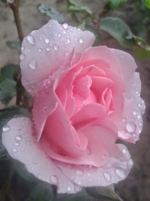 20140620_204857 różowa róża w deszczu.jpg