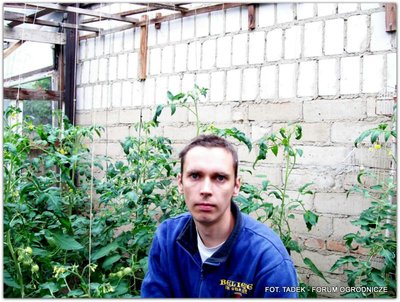 Na zdjęciu - Tadek (czyli ja osobiście) w szklarence wśród pomidorów <br />- podczas pomocy przy pracy, na tle ściany garażu.