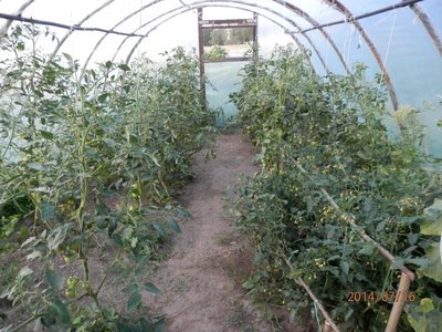 Uprawa pomidorów w starym tunelu