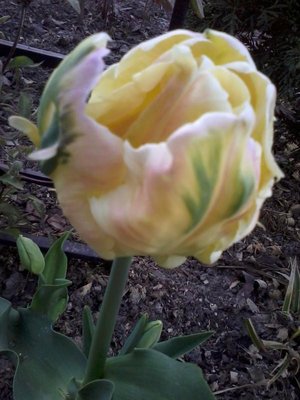 do życzeń dołączam tulipanka