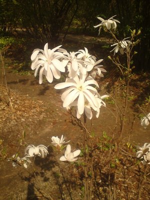 Magnolia 3.jpg