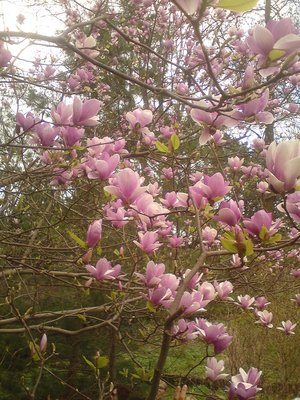 Magnolia 4.jpg