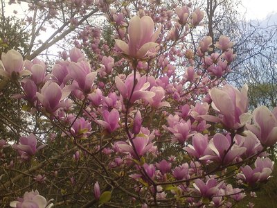 Magnolia 5.jpg