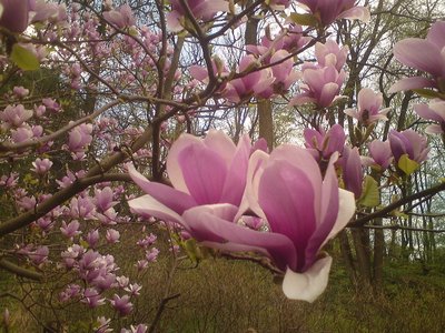 Magnolia 6.jpg
