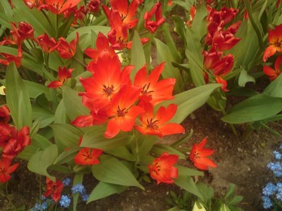 Tulipany botaniczne 1.jpg