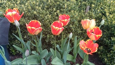 Tak kwitły dwa tygodnie temu jedne z moich tulipanów. Zapomniałam wstawić tą fotkę.