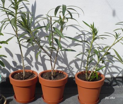 z prawej strony oleander bez odżywki