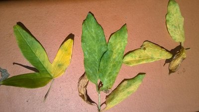Fotki z dzisiaj.Po lewej sporadyczny liść passiflory,a po prawej liście kobei.Dożywiałam obie roślinki