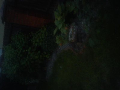noc w moim ogrodzie