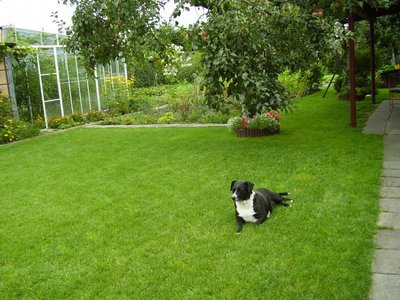 Posiadam psa, który niszczy trawnik moczem i powstają wypalone place. Walczę z tym, dokładnie oczyszczam uschłą trawę, sieję nową, przykrywam ziemia i udeptuję.