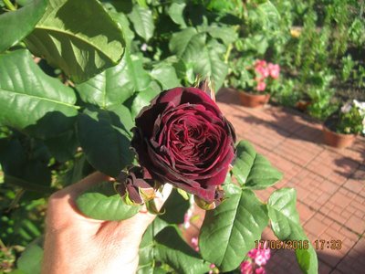 Ta róża jest tak ciemnoczerwona, że ma się wrażenie ,że pąki są czarne.