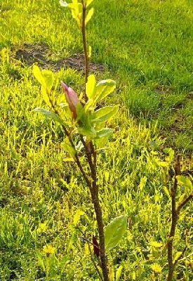 Jestem wręcz dumna z mojej magnolii, ledwo posadzona a już tak pięknie kwitnie :)