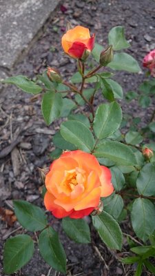 Róża Rumba