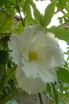 Begonia biała Fimbriata