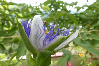 tu się rozwija kwiat passiflory purple haze